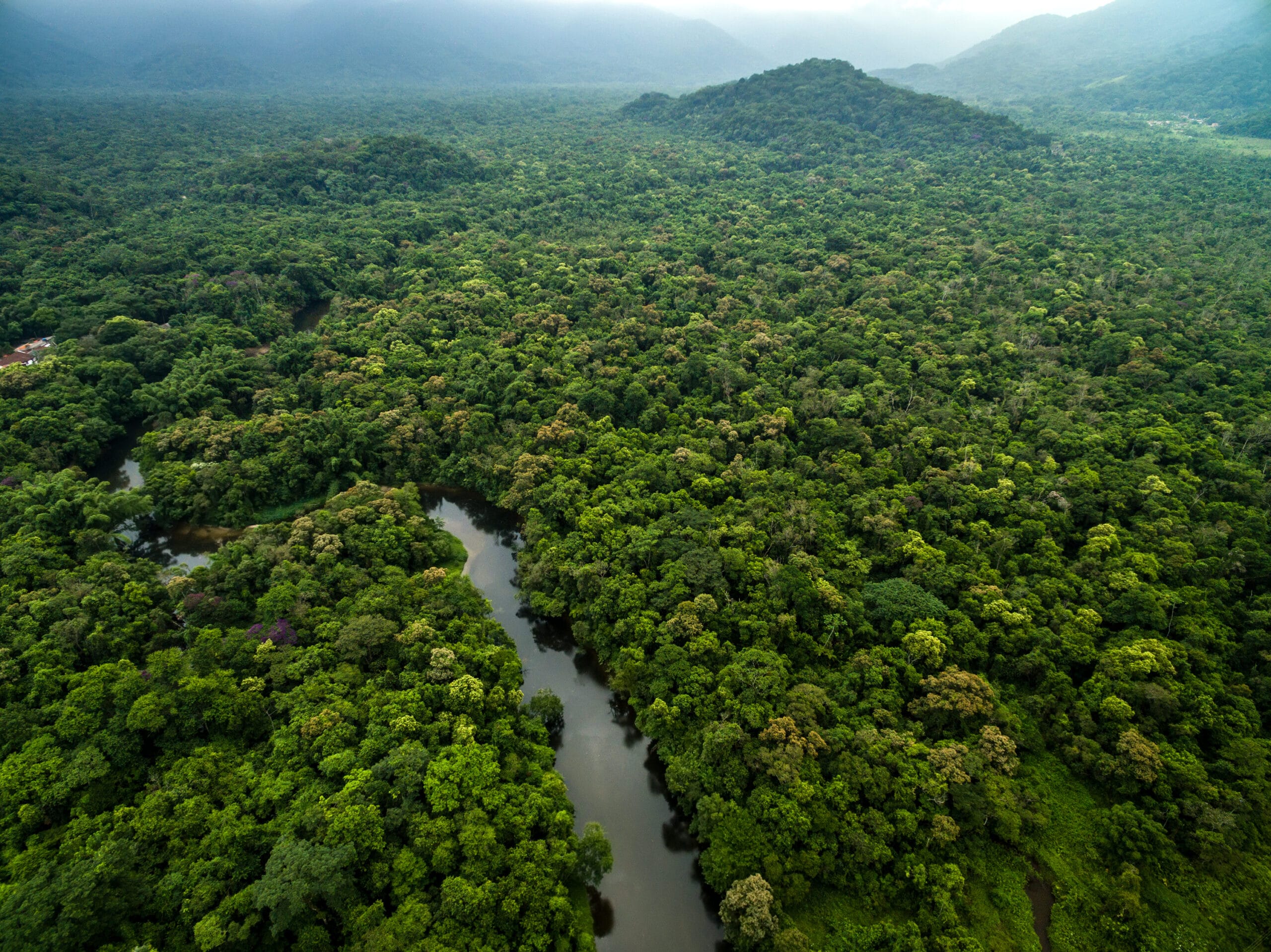 Saving rainforest