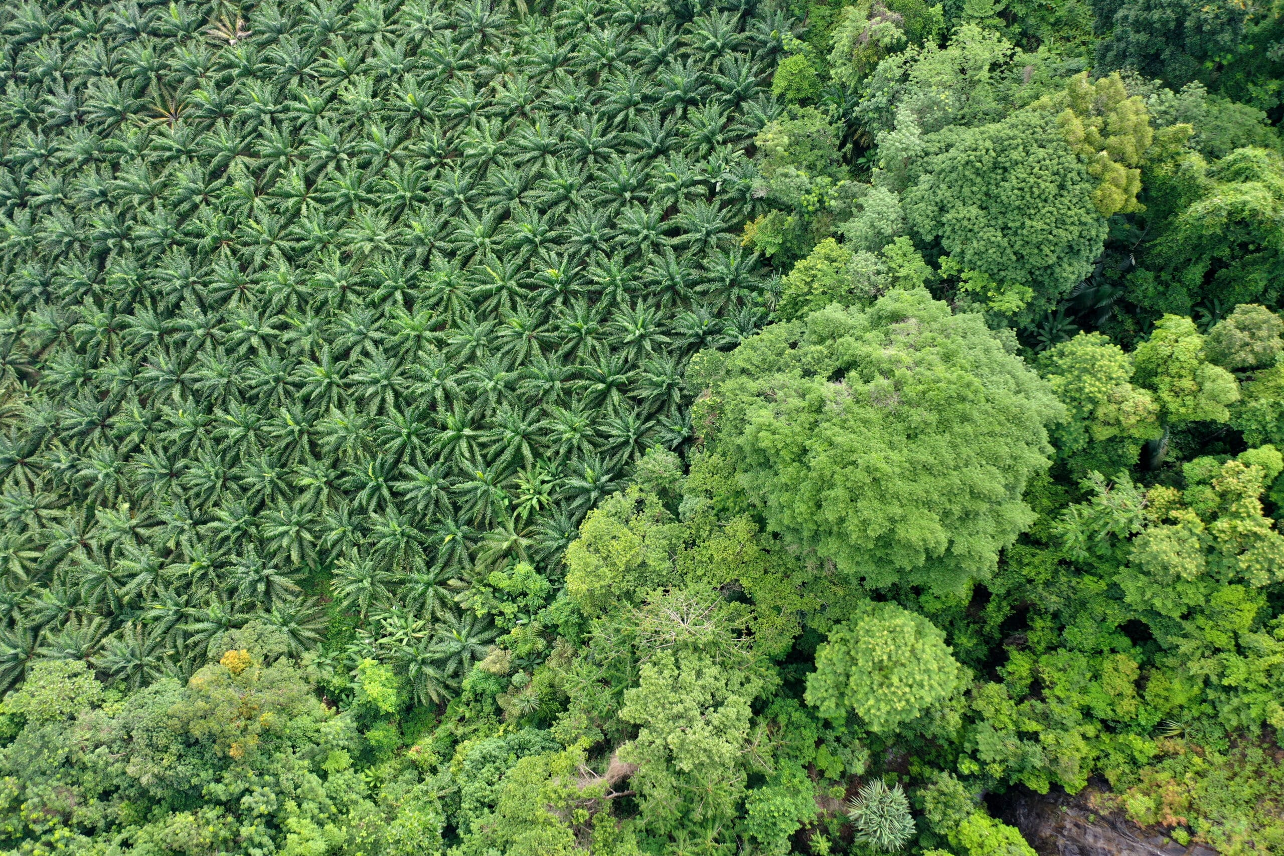 Palm oil plantation destroying forest
