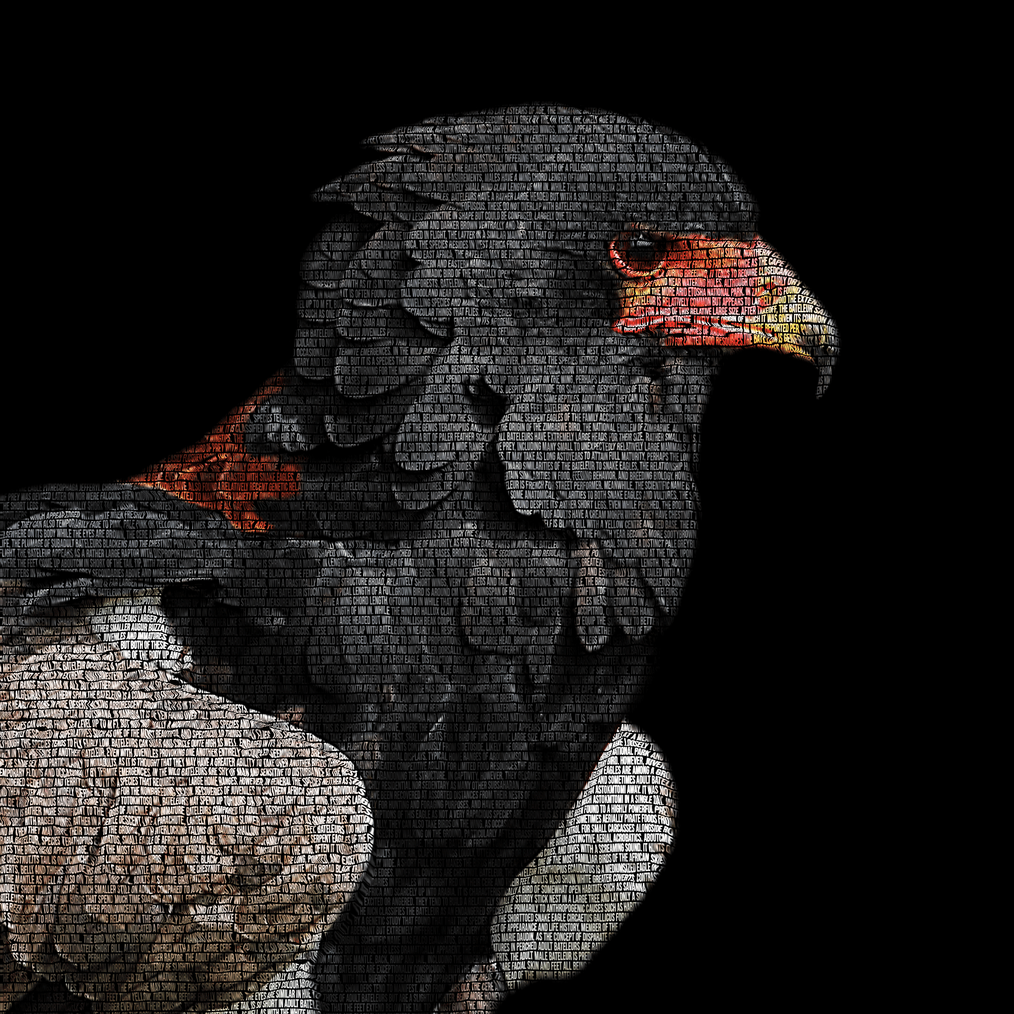 4278-Bateleur-4rt