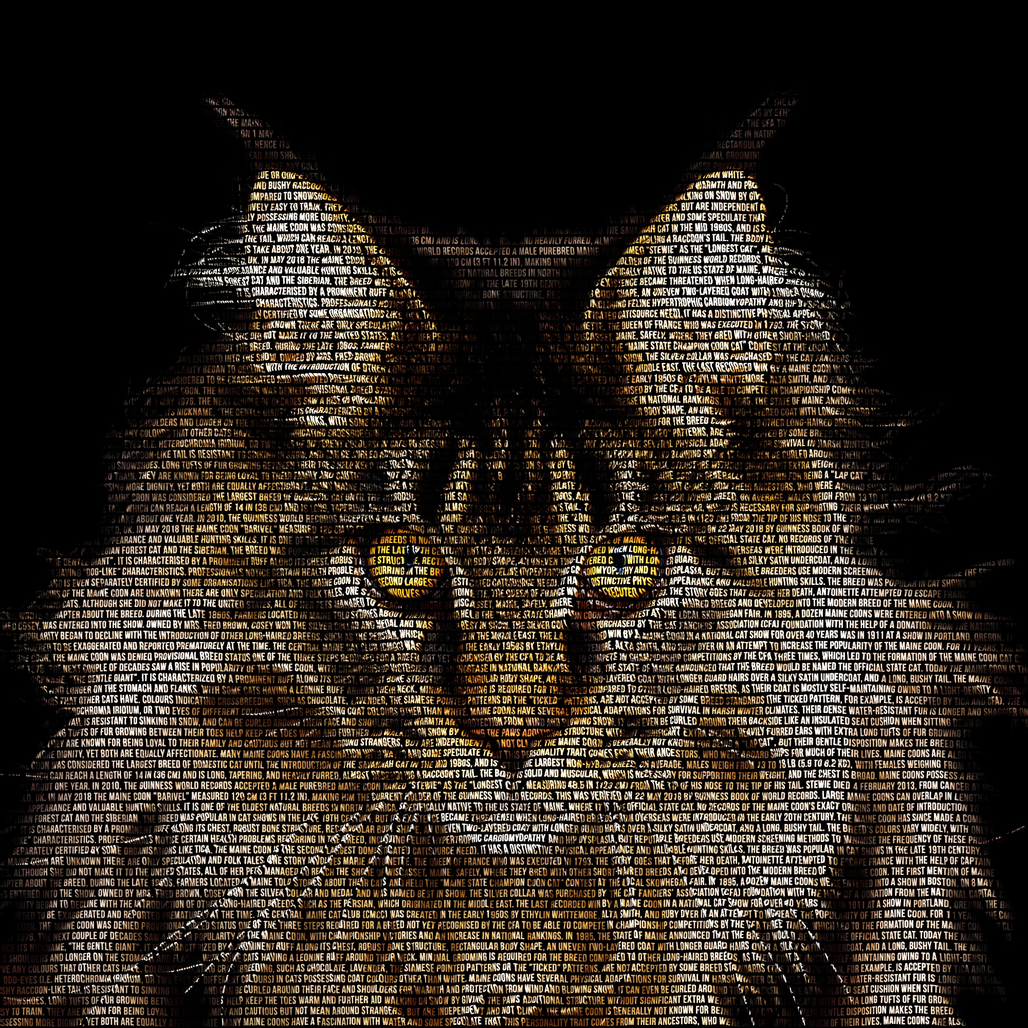 698-Maine Coon4rt