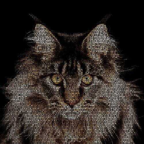 Close-up Portrait of Expression Maine Coon Cat Stare Isolated on Black Background, Front view