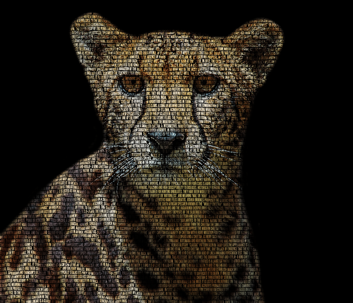 70-King Cheetah - 4rt