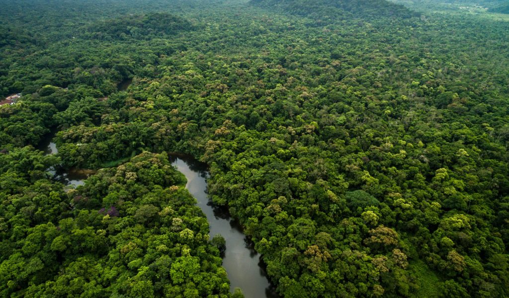 Saving rainforest